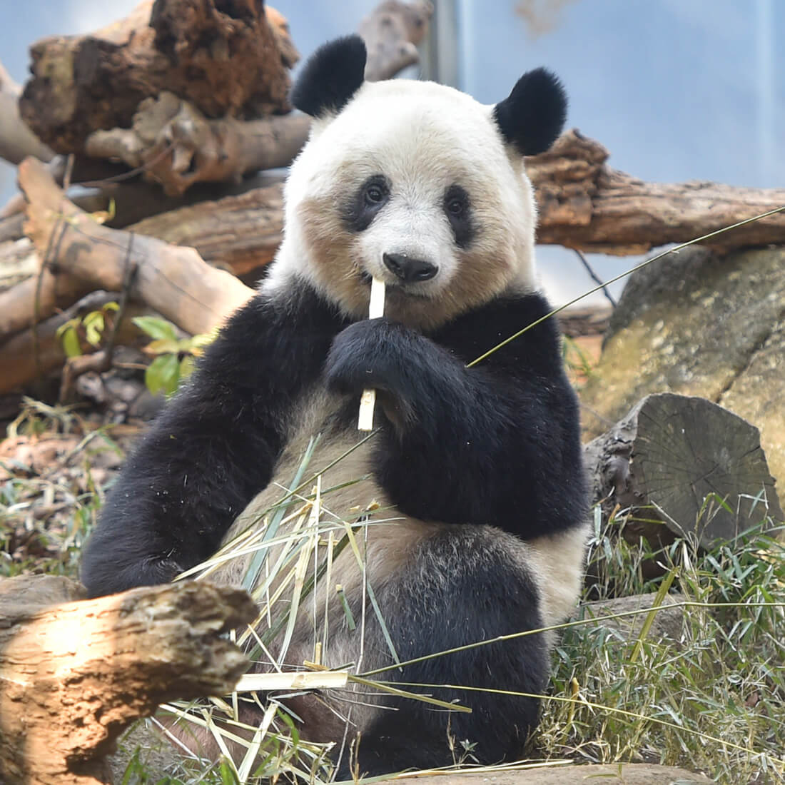 シャンシャン-香香