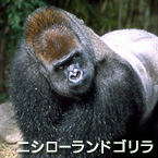 Gorila occidental de las tierras bajas