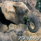 elefante africano