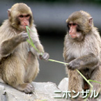 macacos japoneses