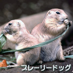 perrito de la pradera