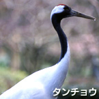 Grulla de corona roja