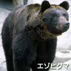 oso pardo de Hokkaido