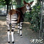 Okapi