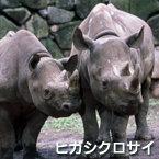 rinoceronte negro oriental