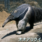 Oso hormiguero gigante