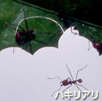 Hormigas cortadoras de hojas