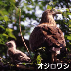 Águila de cola blanca