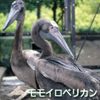 Gran pelícano blanco