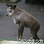 Serow japonés