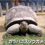 Tortuga gigante de Galápagos