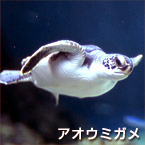 Tortuga verde marina