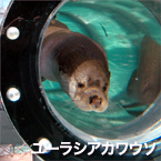 nutria euroasiática