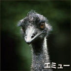 Emú