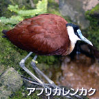 Jacana africana