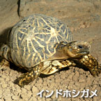 Tortuga estrellada india