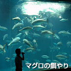 マグロの餌やり