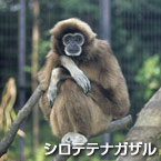 Gibón de manos blancas