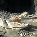 cocodrilo de agua salada