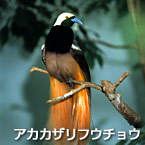 Ave del paraíso escarlata