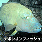 ナポレオンフィッシュ