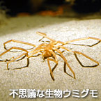 不思議な生物ウミグモ