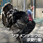 シチメンチョウの求愛行動