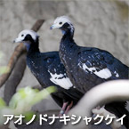 Lirio de garganta azul