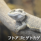 フトアゴヒゲトカゲ