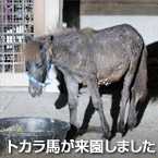 トカラ馬が来園しました