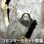 コモンマーモセット登場