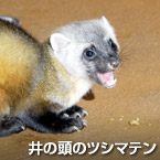 井の頭のツシマテン