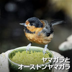ヤマガラとオーストンヤマガラ