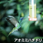 Colibrí de orejas azules