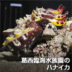 葛西臨海水族園のハナイカ