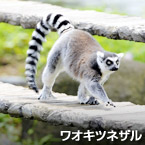 Lémur de cola anillada