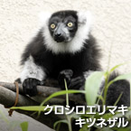 Lémur rufo blanco y negro