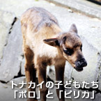 トナカイの子どもたち「ポロ」と「ピリカ」