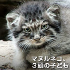 マヌルネコ、３頭の子ども