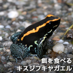 餌を食べるキスジフキヤガエル