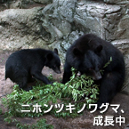 ニホンツキノワグマ、成長中