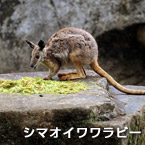 Wallaby de roca rayado