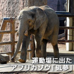 運動場に出たアフリカゾウ「砥夢」