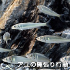 アユの縄張り行動
