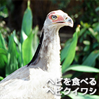 ヘビを食べるヘビクイワシ