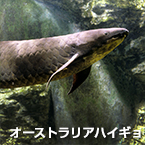 pez pulmonado australiano