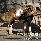 ヒツジの原種、ムフロンウ
