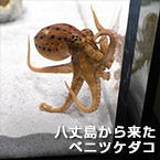 八丈島から来たベニツケダコ