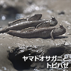 ヤマトオサガニとトビハゼ