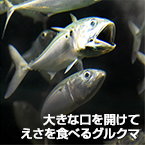 大きく口を開けてえさを食べるグルクマ